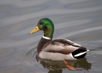 “Mallard Green” (drake) Photo by Cheryl Lloyd