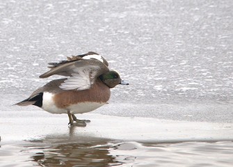 “American Wigeon” (drake) Photo by Cheryl Lloyd