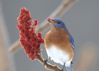 “Winter Diet” Eastern Bluebird (male) Photo by Cheryl Lloyd