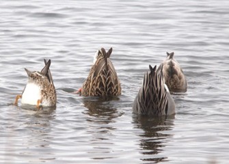 “Bottoms Up” Gadwalls Photo by Cheryl Lloyd