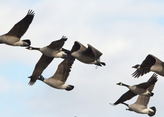 “Fly By” Canada Geese Photo by Cheryl Lloyd