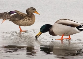 “Distraction at Lunch Time” Photo by John Savage