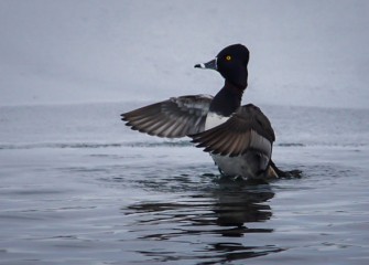 “Let’s Dance” Photo by John Savage