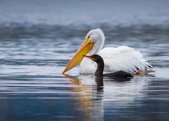 “White Bird, Black Bird; Big Bird, Little Bird ”Photo by John Savage