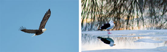 Left: "Eye in the Sky" by Greg Craybas Right: "Great Black-backed Gull Long Branch Park" by Michele Neligan