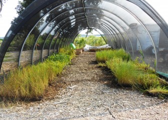 The first order of native plants for re-created habitat along the Onondaga Lake shoreline arrive.