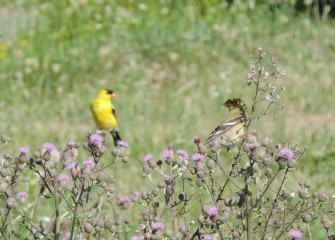 A breeding pair of American Goldfinches was spotted by volunteers birding near the Onondaga Lake Visitors Center.