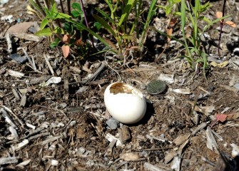 This shell indicates that waterfowl are breeding along the shoreline. Onondaga Lake has been designated an Important Bird Area by Audubon because it provides important habitat for migratory species.