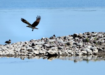 An Osprey is seen along the shoreline hunting fish at the lake.