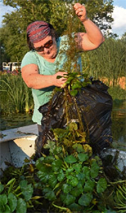04 Above: Margaret Carrillo-Sheridan, Principal Engineer at Anchor QEA, unloads water chestnut from a boat.