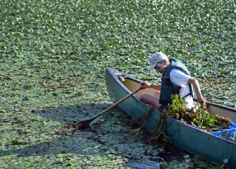 Water chestnut can grow into a canopy that blocks light below and chokes out aquatic vegetation, resulting in lower dissolved oxygen necessary for fish to survive.