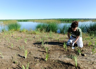 Lydia Giordano, a student at Onondaga Community College, plants broadleaf cattail along Onondaga Lake’s western shoreline. New plantings are given proper spacing to thrive and will eventually fill in bare areas.