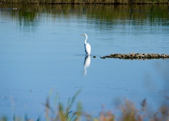 A Great Egret hunts in shallow water in the new wetlands, waiting for a small fish or possibly a frog or other small animal.