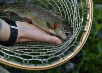 A Rainbow Trout is caught and later released at the event. Annually, Carpenter’s Brook Fish Hatchery stocks over 70,000 Brook, Brown and Rainbow Trout in streams and lakes throughout the county.