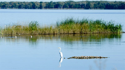 04 Volunteers identified 24 bird species during the event, including Great Egret (pictured above). Other species spotted include Northern Harrier, Osprey, Great Blue Heron, and Black-crowned Night-Heron.