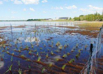 The new lake habitat area is visible from the Lakeview Amphitheater (background). An irrigation system is in place before lower lake levels later summer.