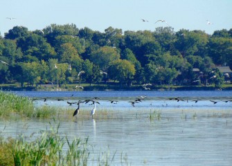 The new in-lake wetlands provide additional habitat for waterfowl and support Onondaga Lake’s status as an Audubon Important Bird Area.