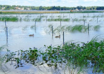 Ducks swim past pickerelweed (lower right) in bloom. Pickerelweed will multiply primarily by seed to form a dense area of emergent wetland vegetation.