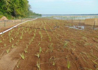 Native plants, such as broadleaf cattail, blue flag iris, American water plantain, and prairie cordgrass were installed on the west side of Nine Mile Creek. They are irrigated during the dry summer and monitored for control of invasive species.