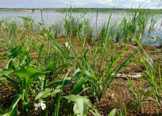 Broadleaf arrowhead (with white blooms) is also called duck potato.  This shallow wetland species produces seeds and tubers edible by a variety of wildlife.