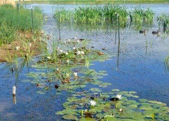 The native American white waterlily provides seeds for ducks, as well as underwater habitat for macroinvertebrates that feed fish, amphibians and reptiles.