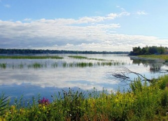 Plantings continue to grow. More than 18 acres of the lake at the mouth of Nine Mile Creek are being transformed into wetland habitat.