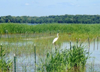 A Great Egret surveys the wetlands from a fence post. Great Egrets were rarely seen at Onondaga Lake before this year.