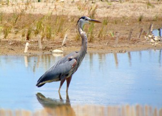 A Great Blue Heron checks out the new habitat area.