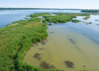 Additional plantings of shrubs and trees along the shoreline near Nine Mile Creek will take place in late fall.