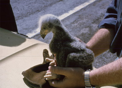 Caption: A young Bald Eagle, hatched in captivity, before it is fostered in a nest. Photo provided by Mike Allen.