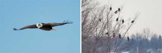 Left: A Bald Eagle flies over Onondaga Lake. Right: Bald Eagles congregate near the mouth of Onondaga Creek. Photos by Greg Craybas.