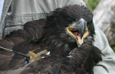 Caption: A 10-week-old male Bald Eagle that has been tagged with a solar-powered transmitter to capture migration and other data. Photo provided by Mike Allen.