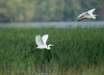 "Habitat Restored"Photo by Greg Craybas