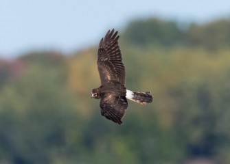 "Northern Harrier"Photo by Greg Craybas