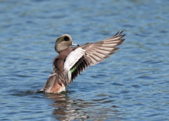 "American Wigeon"Photo by Greg Craybas