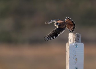 "Cricket Anyone?"Photo by Greg Craybas