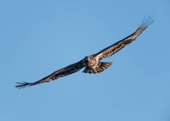 "Juvenlie Bald Eagle"Photo by Greg Craybas