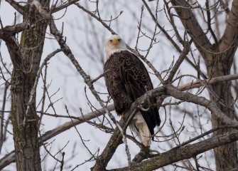 "Stare Down"Photo by Greg Craybas