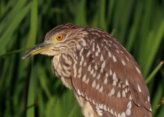 "Black-crowned Night Heron, Juvenile"Photo by Phillip Bonn