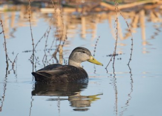 "Black Ducks"Photo by Diana Whiting