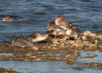 "My Space"Common Merganser (females)Photo by Cheryl Lloyd