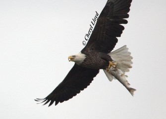 "Nice Catch"Bald EaglePhoto by Cheryl Lloyd