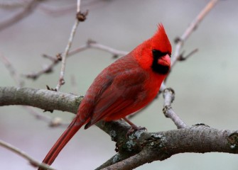 "Cardinal"Photo by Phillip Bonn