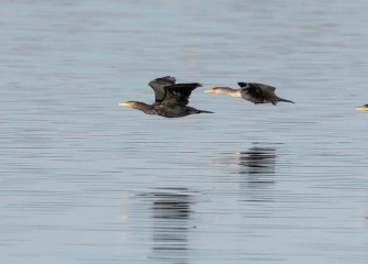 "Cormorant Flying Squadron"Photo by Carol Keeler