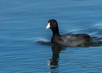 "Red Eye Express"Photo by John Savage