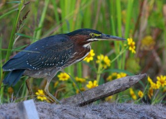 "Green Heron along Nine Mile Creek"Photo by Phillip Bonn