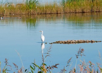 "Great Egret in New Marsh"Photo by Michele Neligan