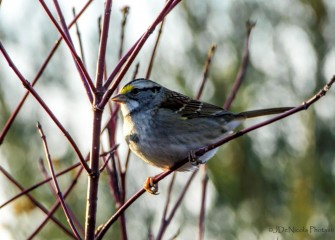 "White-throated Sparrow"Photo by John DeNicola