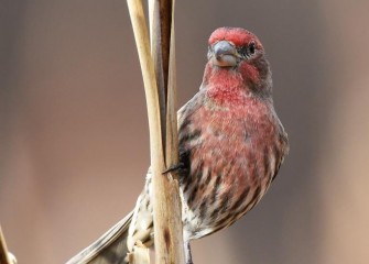 "Male House Finch Watching"Photo by Carol Keeler