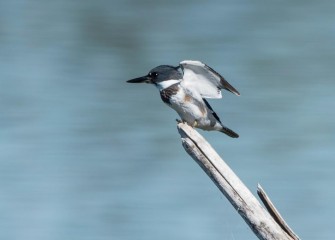 "Ready to Fly"Photo by Carol Keeler